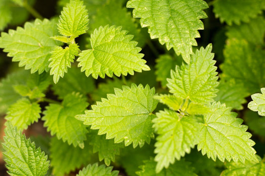 Foraged Nettles